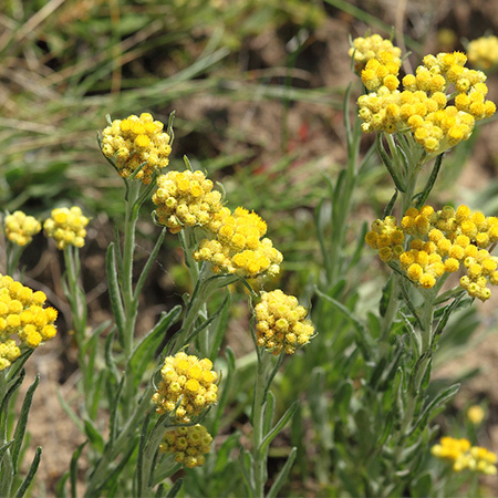 Helichrysum Floral Absolute Oil  1